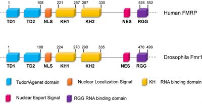 Drosophila melanogaster as a Model to Study the Multiple Phenotypes, Related to Genome Stability of the Fragile-X Syndrome